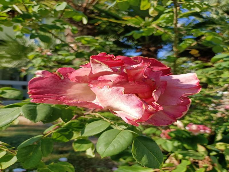 Ai Pini image
