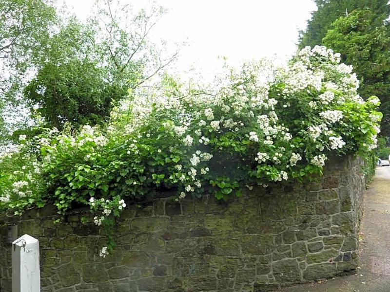 Chequers image