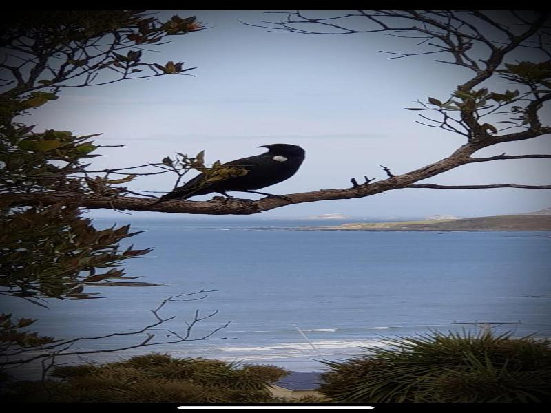 Nugget View & Kaka Point Motels image