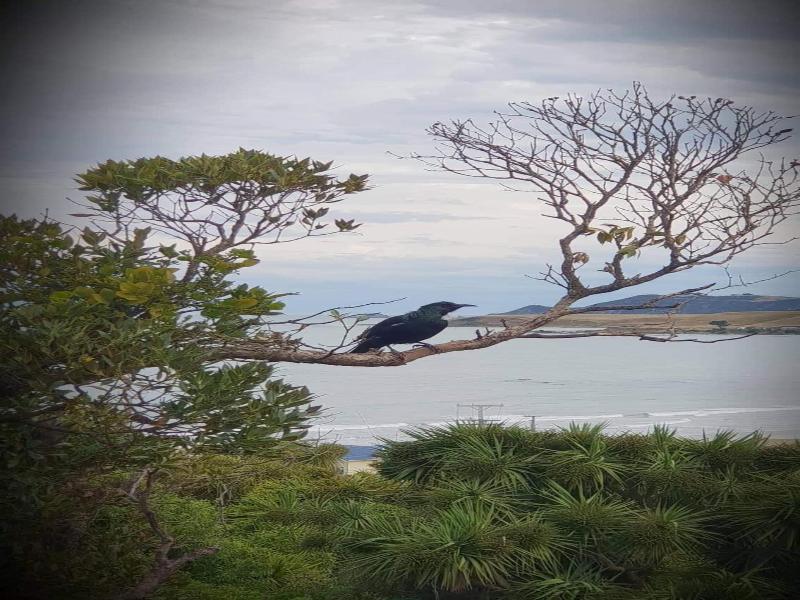 Nugget View & Kaka Point Motels image