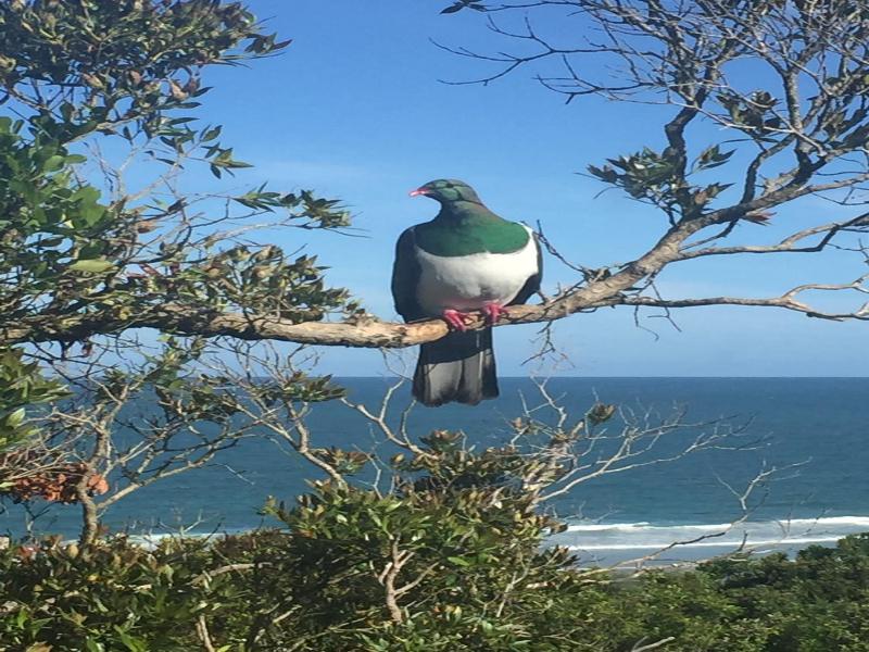 Nugget View & Kaka Point Motels image