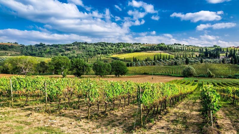 Terre Gialle image