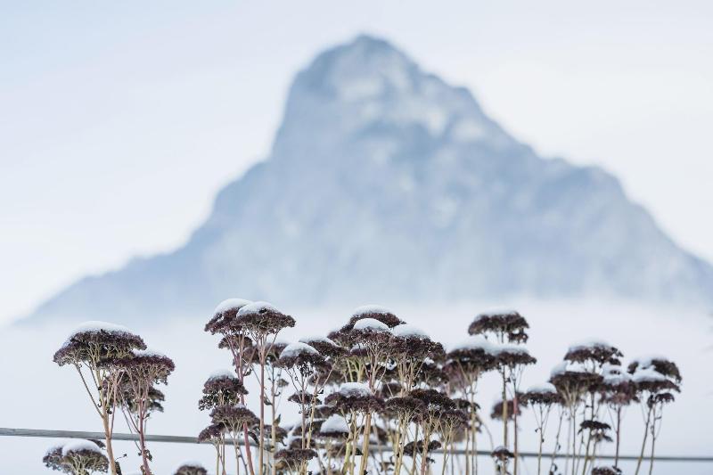 Traunsee image