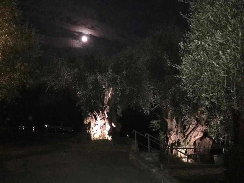 Borgo Verde-Uliveto image