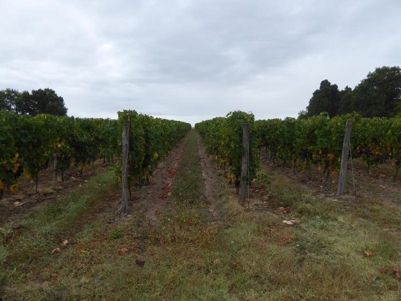 Chateau des Salles image