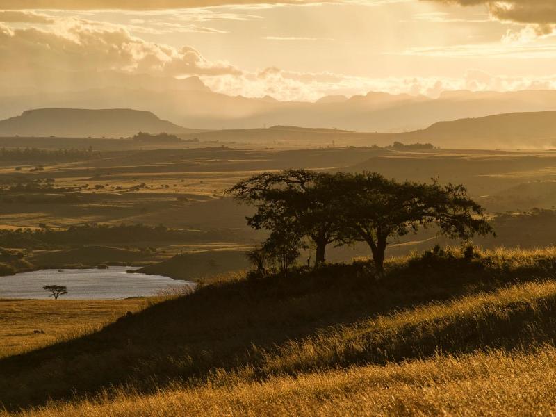 Three Trees at Spioenkop — general view