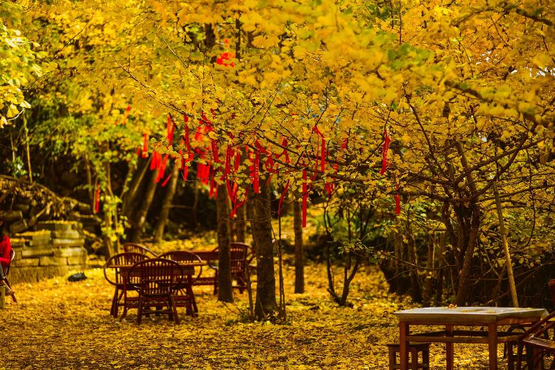 Banyan Tree Tengchong image