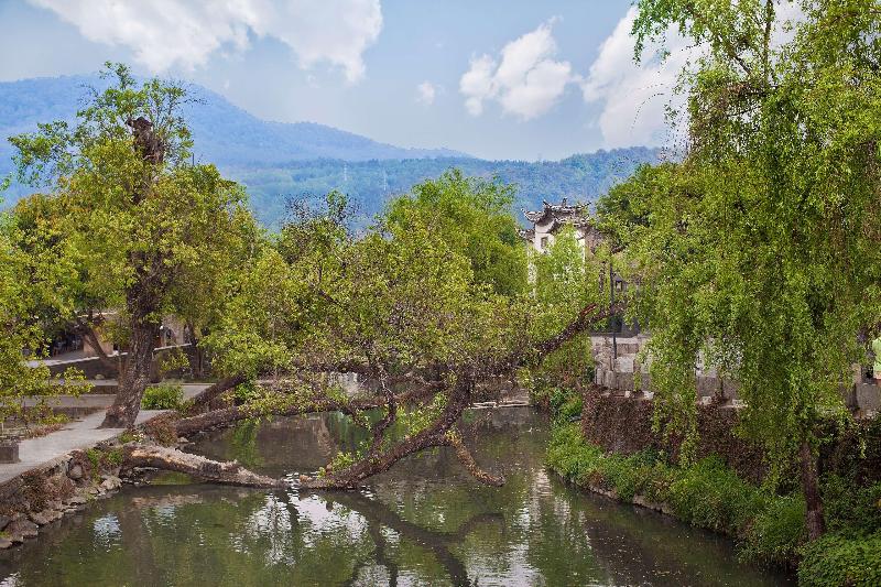 Banyan Tree Tengchong image