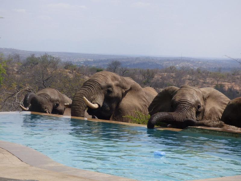 Mbizi Bush Lodge image