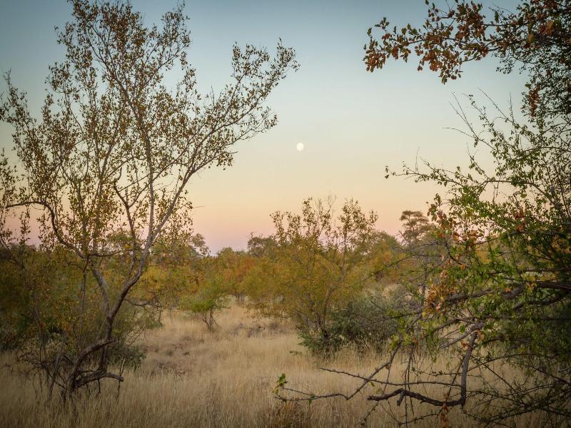 Mbizi Bush Lodge image