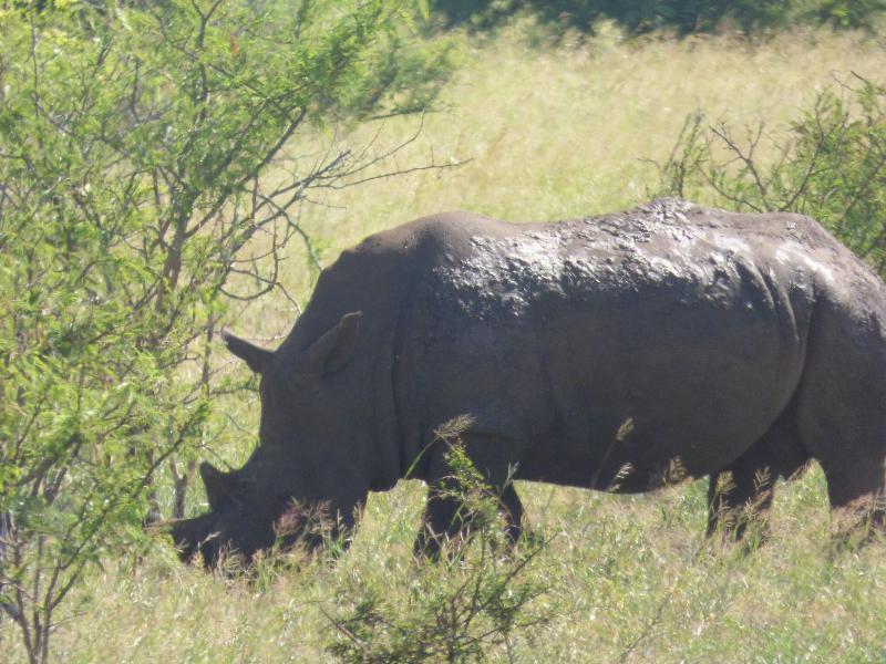 Mbizi Bush Lodge image