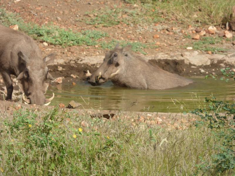 Mbizi Bush Lodge image