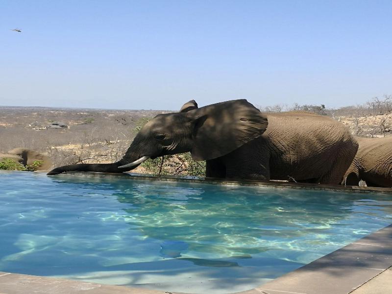 Mbizi Bush Lodge image