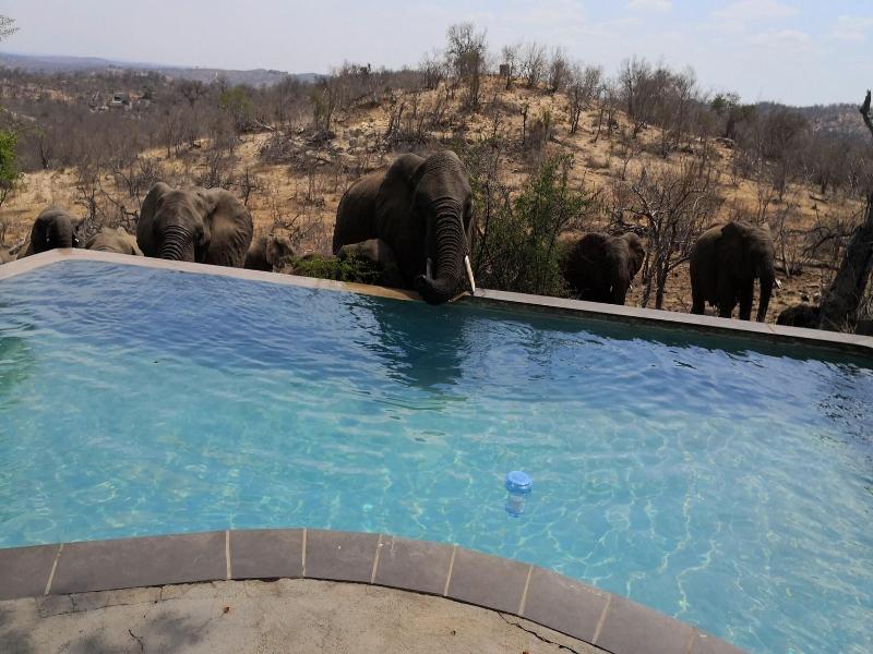 Mbizi Bush Lodge image