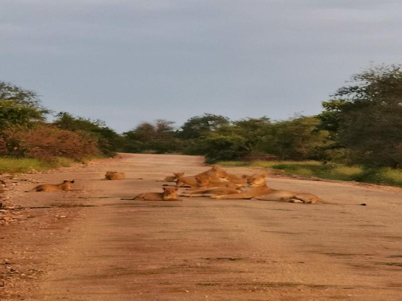 Mbizi Bush Lodge image