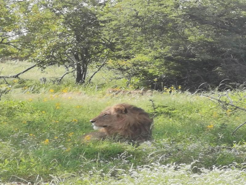 Mbizi Bush Lodge image