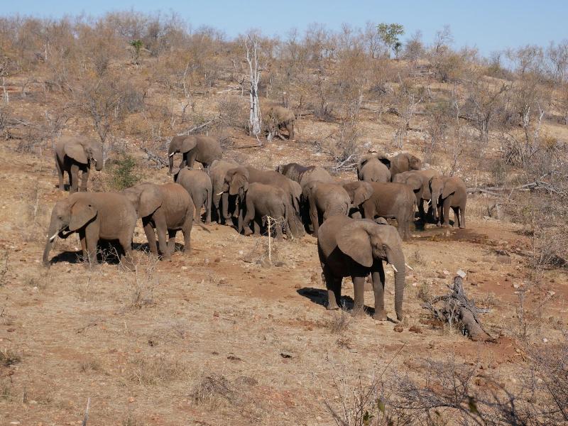 Mbizi Bush Lodge image