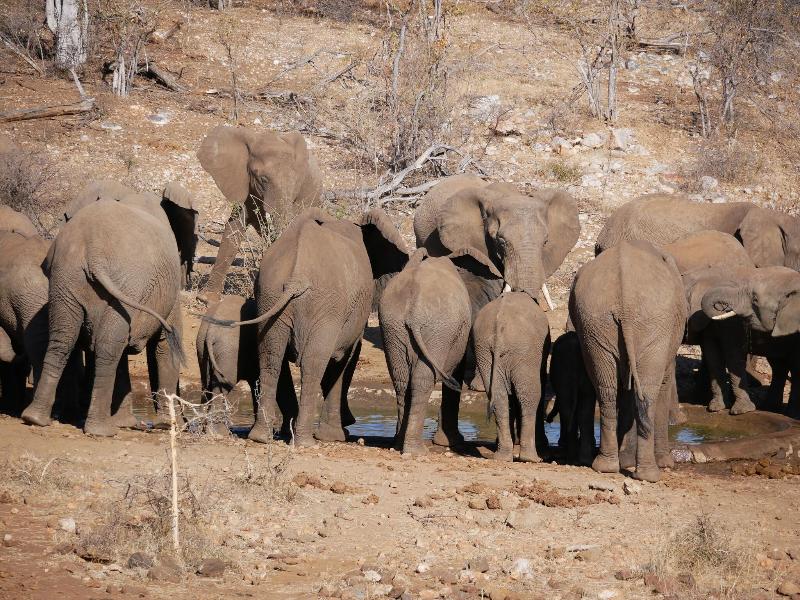 Mbizi Bush Lodge image
