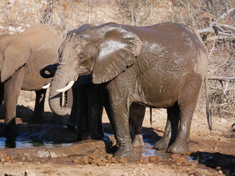 Mbizi Bush Lodge image