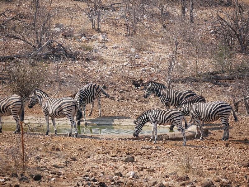 Mbizi Bush Lodge image