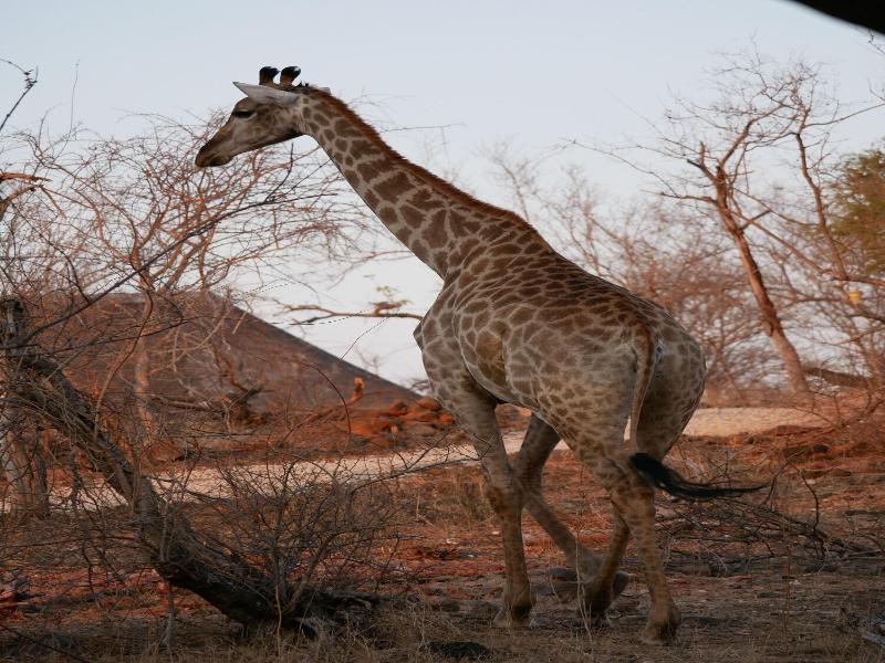 Mbizi Bush Lodge image
