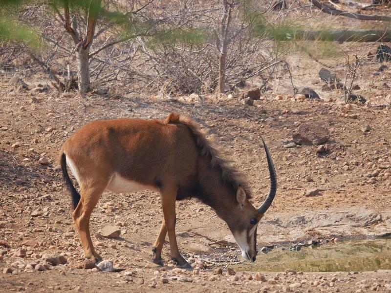Mbizi Bush Lodge image