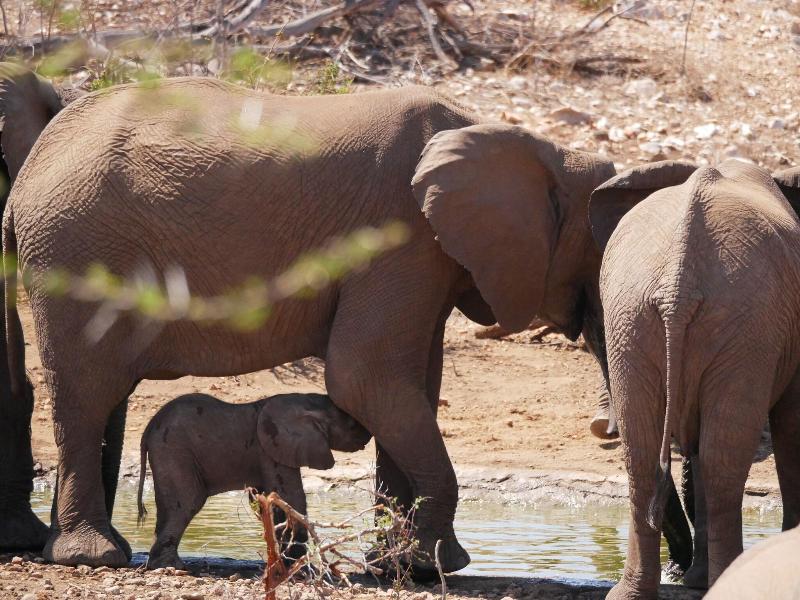 Mbizi Bush Lodge image