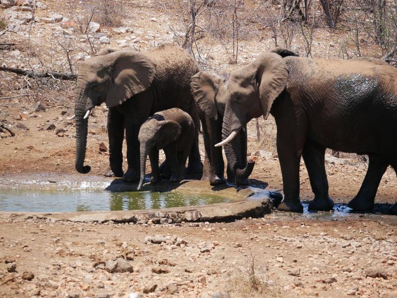 Mbizi Bush Lodge image