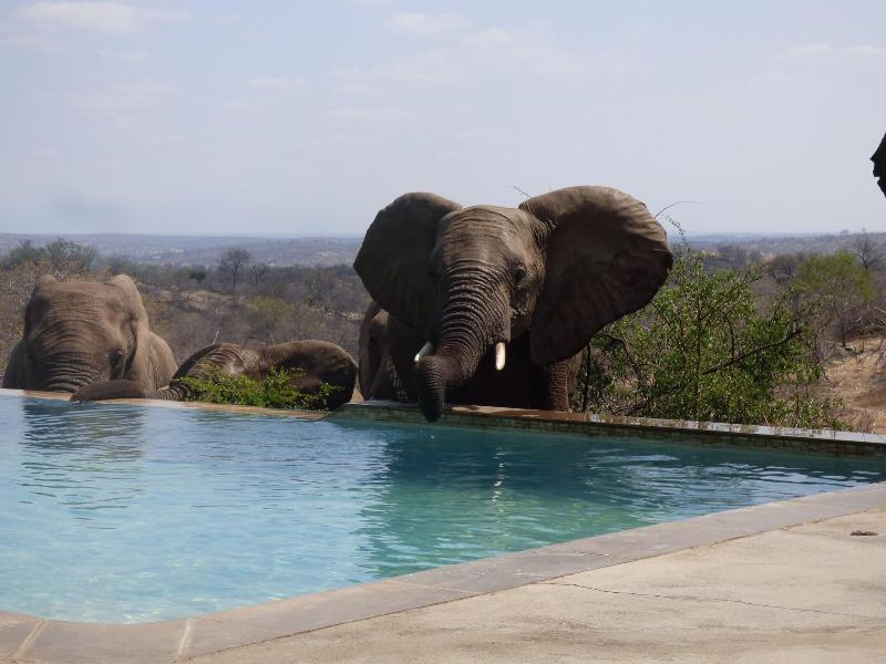 Mbizi Bush Lodge image