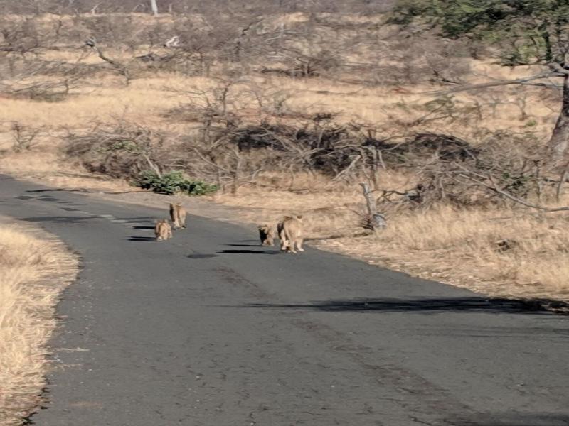 Mbizi Bush Lodge image