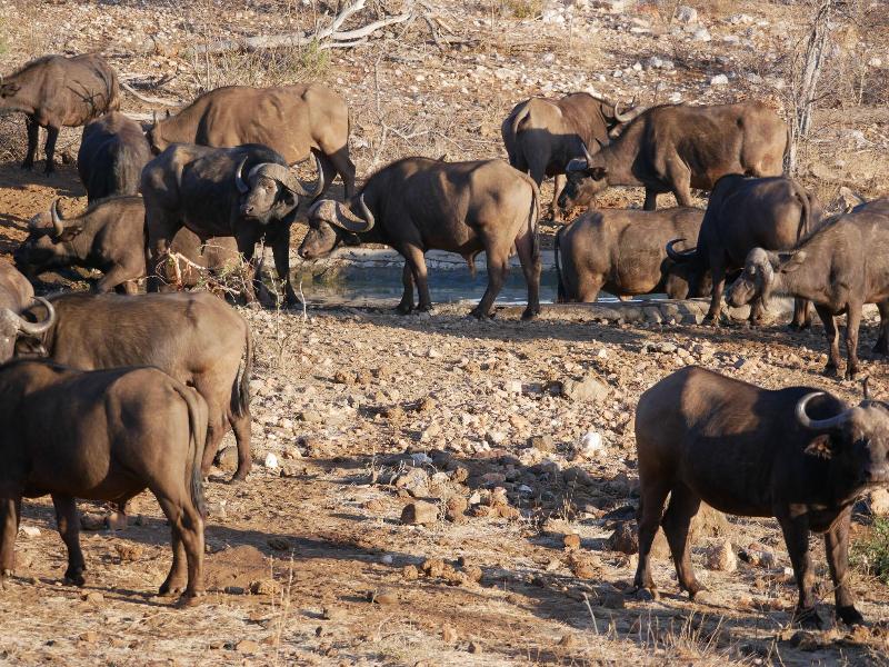 Mbizi Bush Lodge image