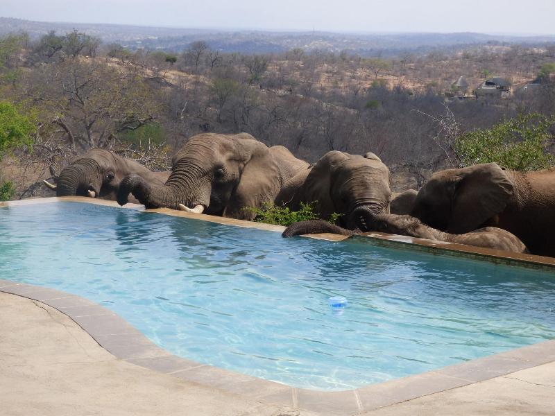 Mbizi Bush Lodge image