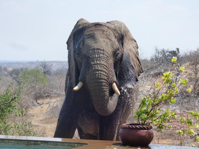 Mbizi Bush Lodge image