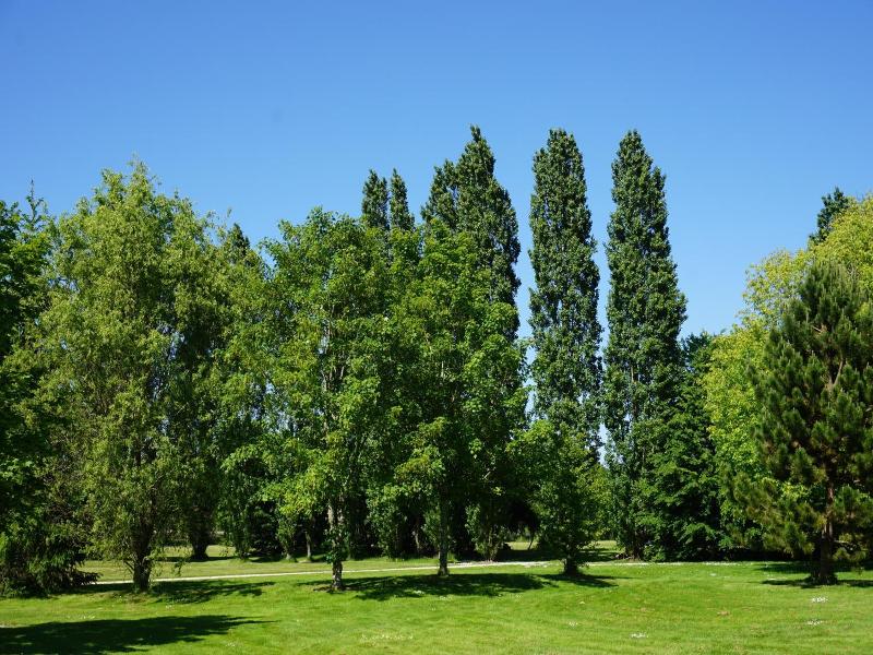Domaine De L'Arbrelle image