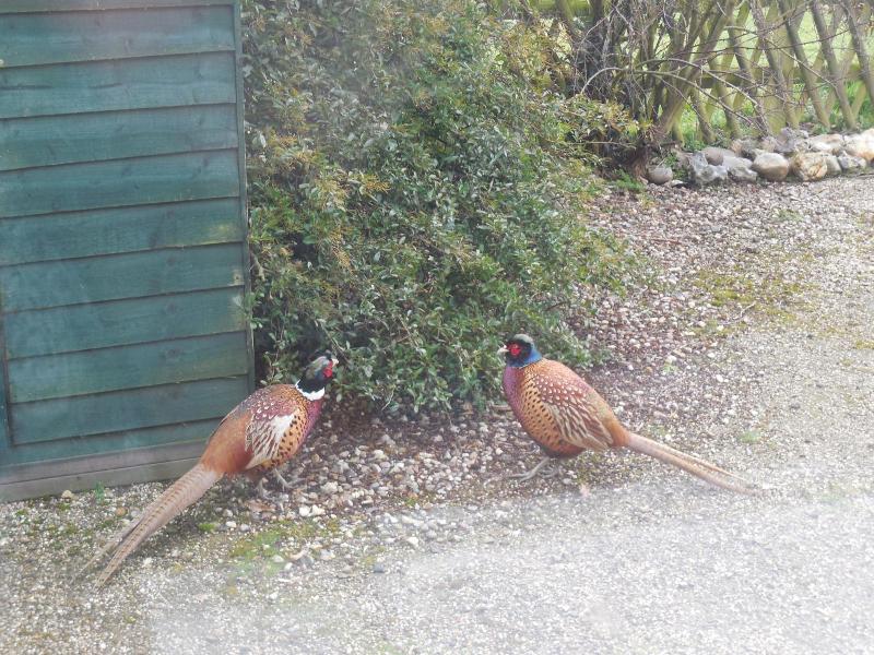 Pheasant Suites image