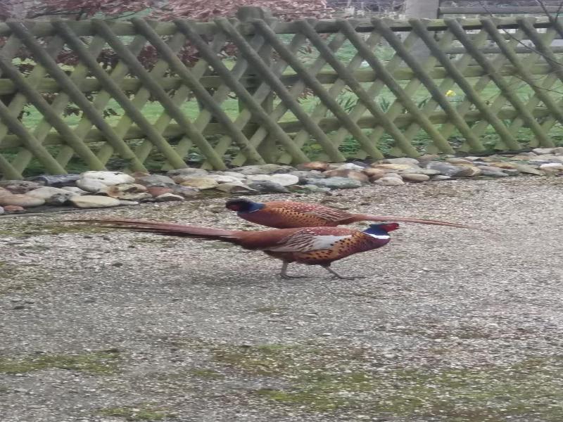 Pheasant Suites image