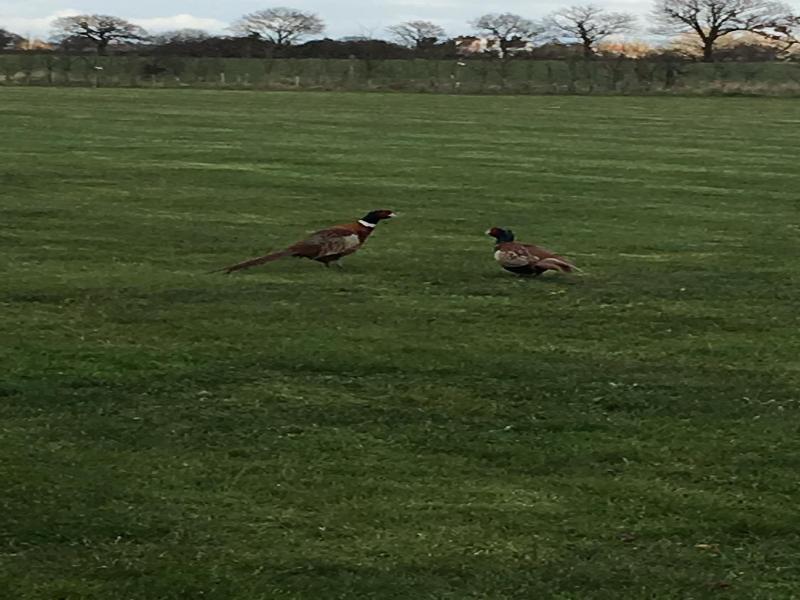Pheasant Suites image
