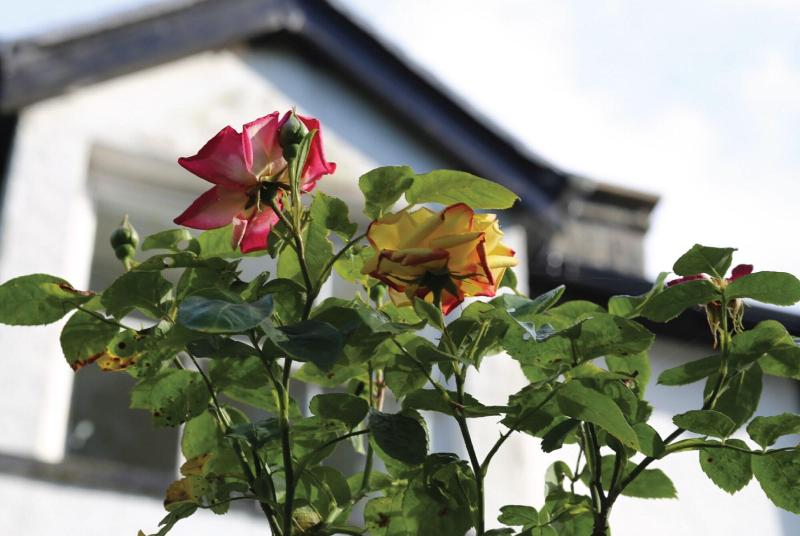 Afon Rhaiadr Country House image
