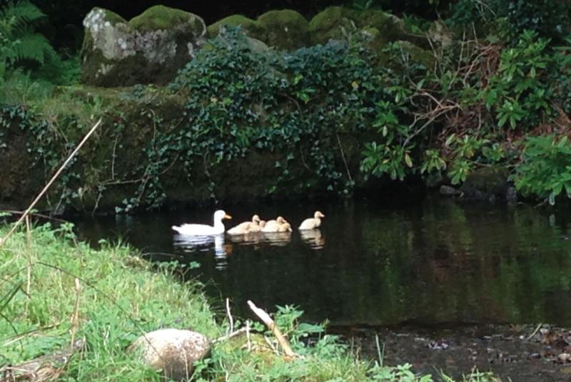 Afon Rhaiadr Country House image