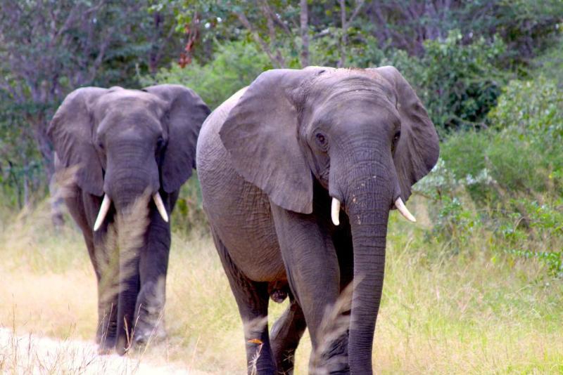 Gwango Elephant Lodge image