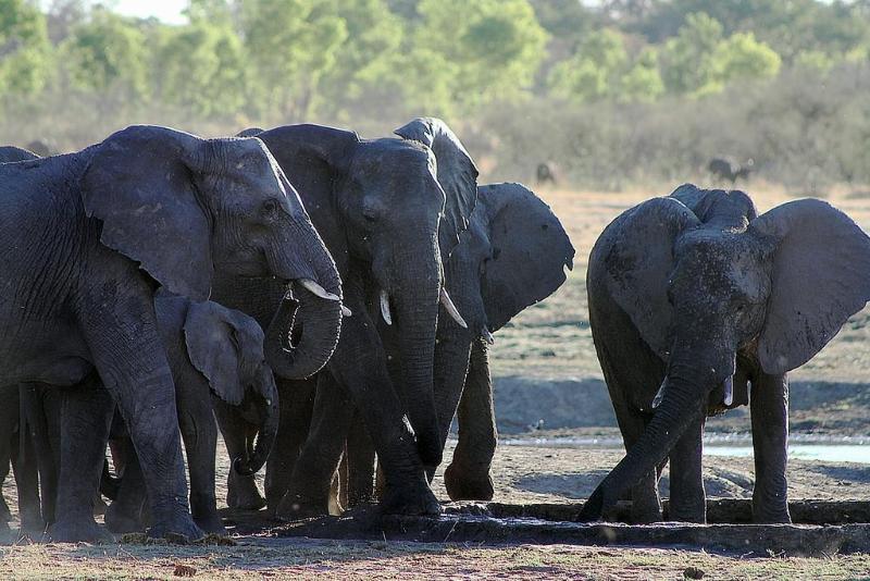 Gwango Elephant Lodge image
