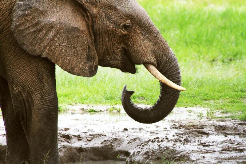 Gwango Elephant Lodge image