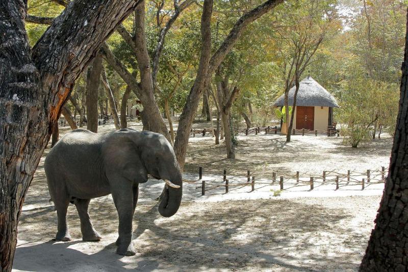 Gwango Elephant Lodge image