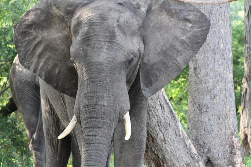 Gwango Elephant Lodge image
