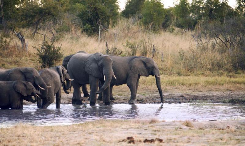 Gwango Elephant Lodge image