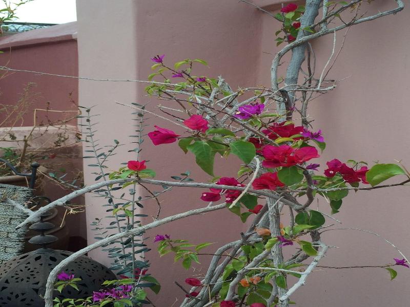 Riad El Youssoufi image