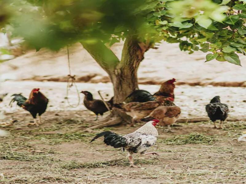 Fazenda Portal De Gravata