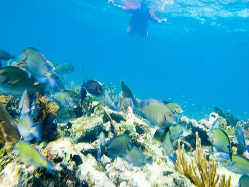 Cotton Tree Lodge image
