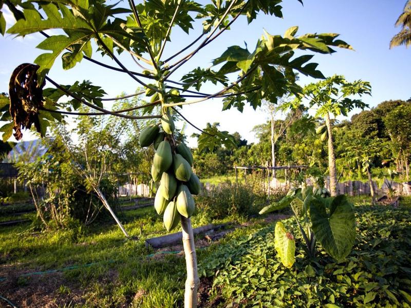 Cotton Tree Lodge image