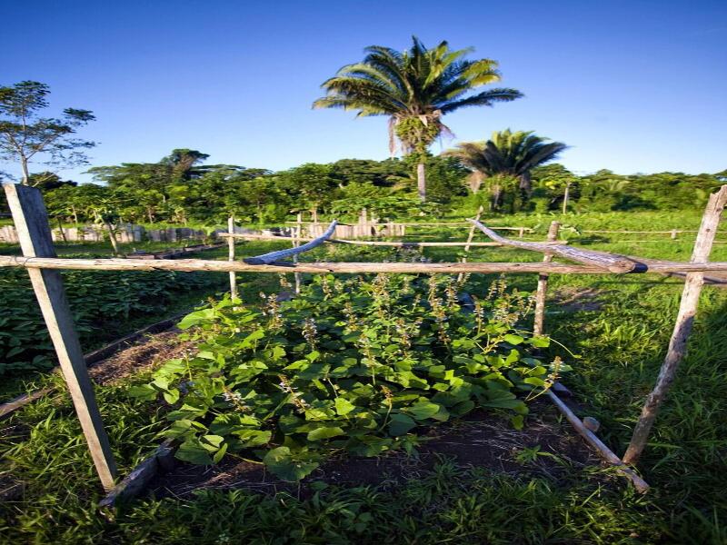 Cotton Tree Lodge image